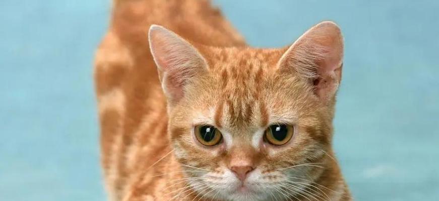 小猫咳嗽症状分析及应对措施（宠物猫咳嗽原因及预防方法）