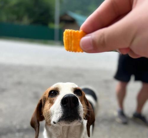 狗狗零食大揭秘（让你的爱犬健康快乐的吃零食）