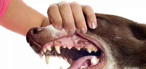 怎样给你的爱犬清洁牙齿（宠物健康）