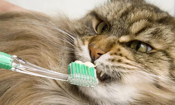 如何给猫刷牙（掌握正确技巧让爱宠远离口腔疾病）