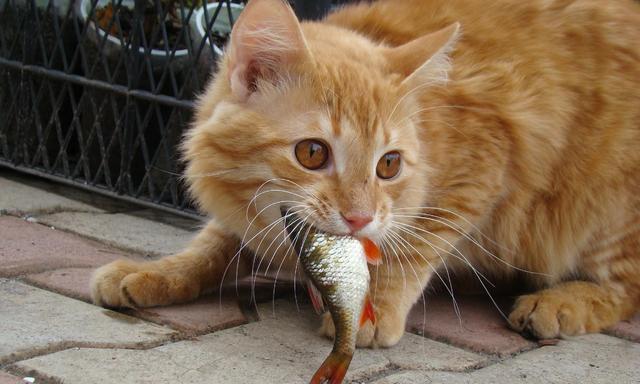 为什么给猫咪吃鱼不一定好（探讨猫咪饮食的正确选择和坑点）