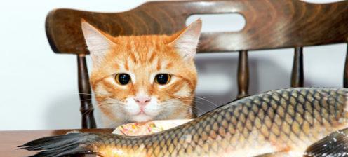 为什么给猫咪吃鱼不一定好（探讨猫咪饮食的正确选择和坑点）