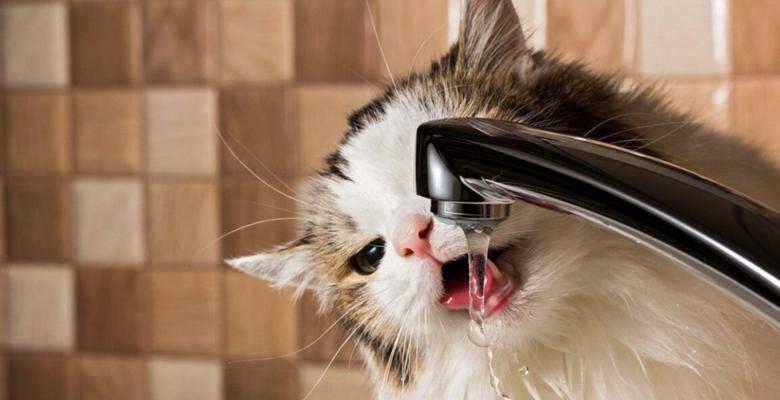 猫咪饮水大揭秘（如何给猫咪选择适合的饮水方式和水源）