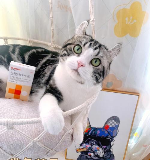 给猫咪消炎药的正确使用方法（宠物健康必备）