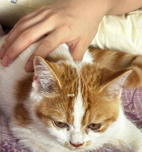 小猫的眼屎引发的疼痛（如何正确给宠物擦眼屎才能避免疼痛）