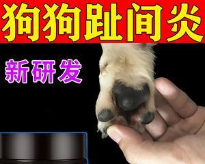 宠物打消炎针需要注意什么（以狗为例）