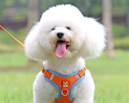 宠物打消炎针需要注意什么（以狗为例）
