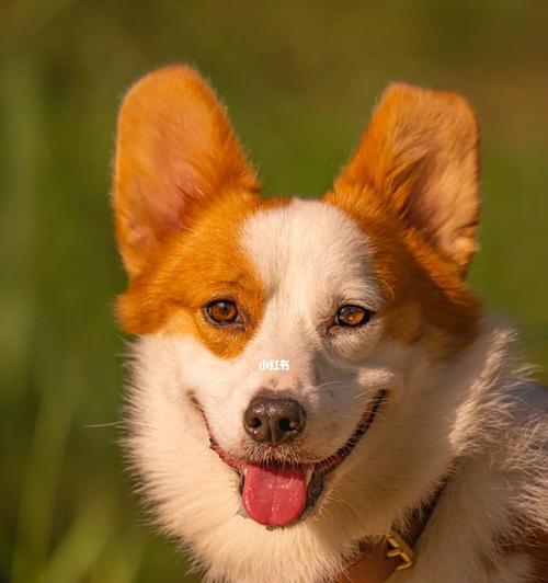 当宠物犬眼白发红，主人须知的问题与解决方法（狗狗眼睛发红的原因、注意事项与治疗方法）