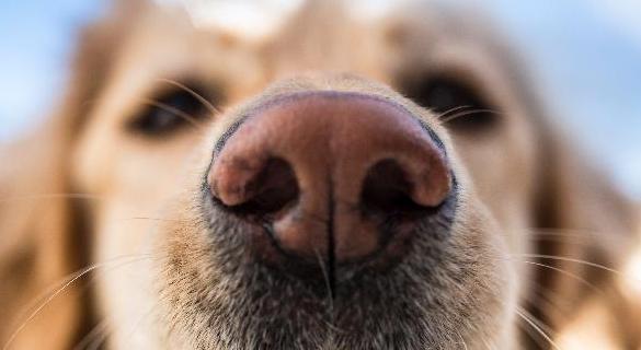 狗狗鼻头干裂的原因和治疗方法（宠物鼻息异常）