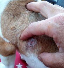 狗狗鼻子出血的原因及处理方法（了解狗狗鼻子出血的种类和预防措施）