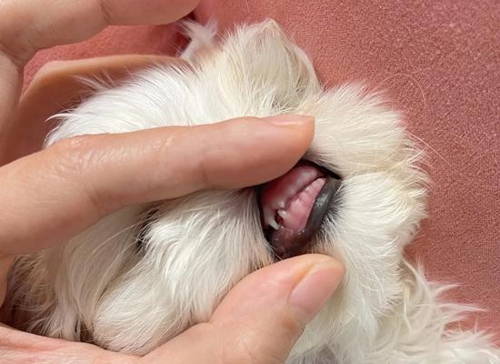宠物狗狗长牙的时间周期（从牙齿生长到换牙完毕）