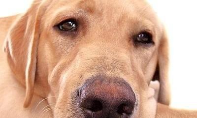 狗狗吃多了引发咳嗽，如何预防和治疗（宠物喂食误区与咳嗽原因分析）