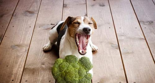狗狗的饮食习惯与猪肉摄入量（探究宠物犬在饮食上的需求）