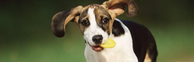 宠物狗吃奇异果的好处和注意事项（果蔬对狗狗的益处和限制性）