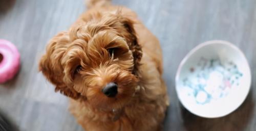 狗狗为什么会吃玉米拉屎（探究狗狗食欲背后的心理和生理原因）