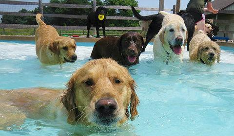 狗狗比赛游泳，让宠物展现自我（挑战极限）