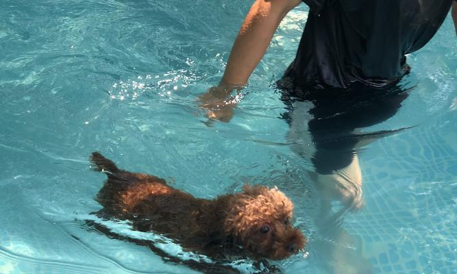 狗狗比赛游泳，让宠物展现自我（挑战极限）