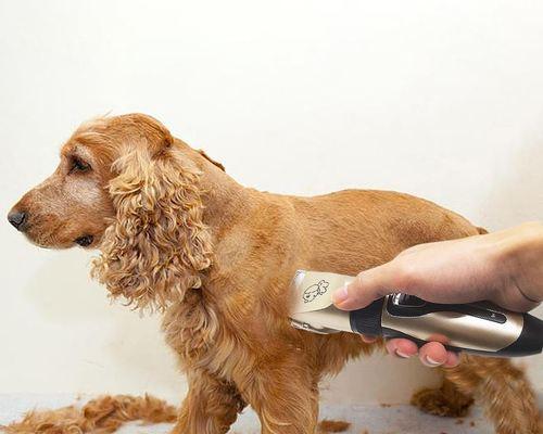 如何正确地为宠物狗剃毛（从剪刀到电动推子）