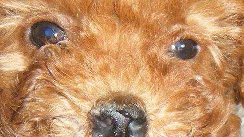 狗狗眼睛充血的原因及治疗方法（宠物眼部疾病的预防与治疗）