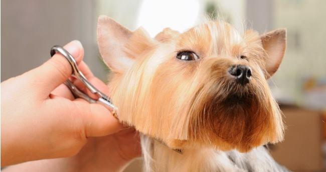 狗狗的毛发管理，要不要修剪（了解狗狗毛发的种类和功能）