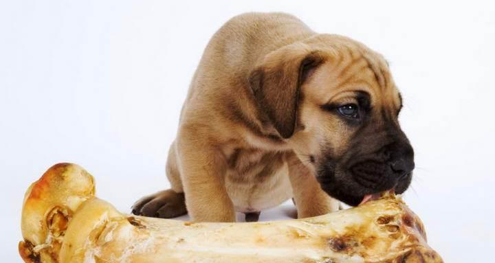 狗狗吃钙片的正确方式（宠物健康必知）