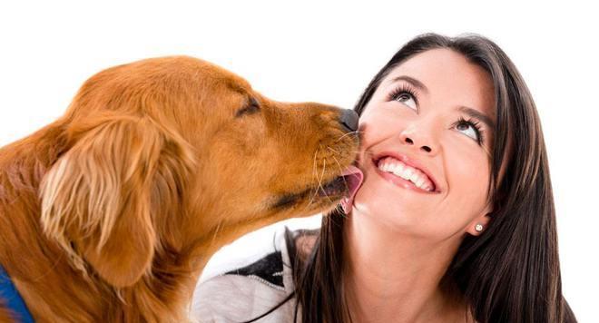 狗狗的亲吻之爱-为什么狗狗喜欢舔人（探索狗狗的口腔世界）