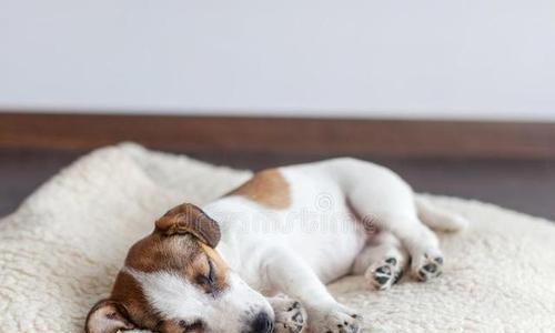 狗狗的睡眠习惯（揭秘狗狗为何总是爱睡觉）