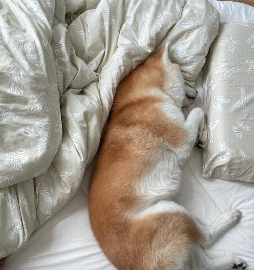 狗狗的睡眠习惯（揭秘狗狗为何总是爱睡觉）