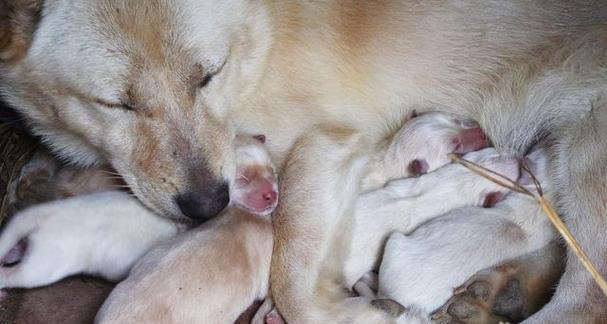 狗狗怀孕后该睡哪（如何为你的宠物提供合适的睡眠环境）