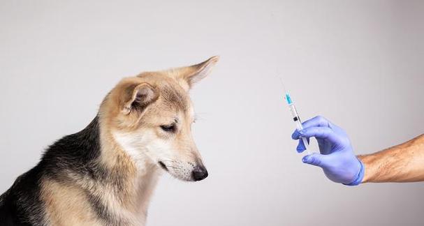 狗狗患有狂犬病，主人须知的15个必备知识（如何预防、治疗和应对狂犬病）