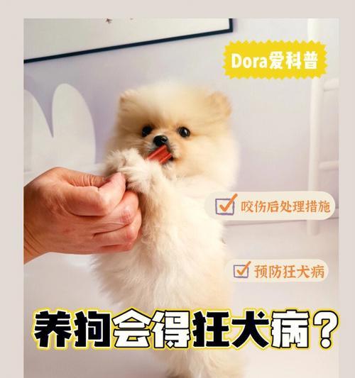 狗狗患有狂犬病，主人须知的15个必备知识（如何预防、治疗和应对狂犬病）