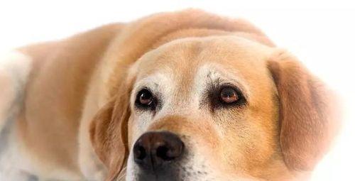 狗狗也会患上癌症（宠物主人需知的癌症防控和治疗方式）