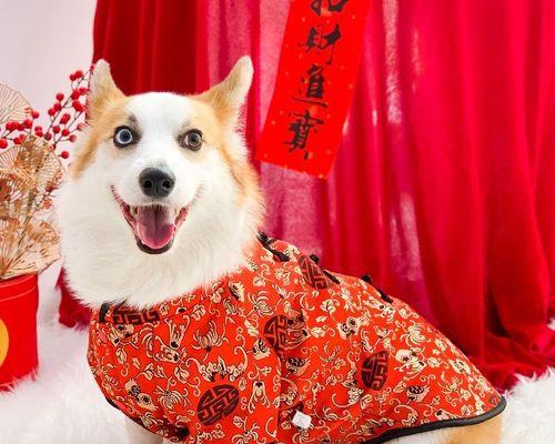 狗狗舔别狗的含义（探究狗狗社交行为中的舔行为意义）