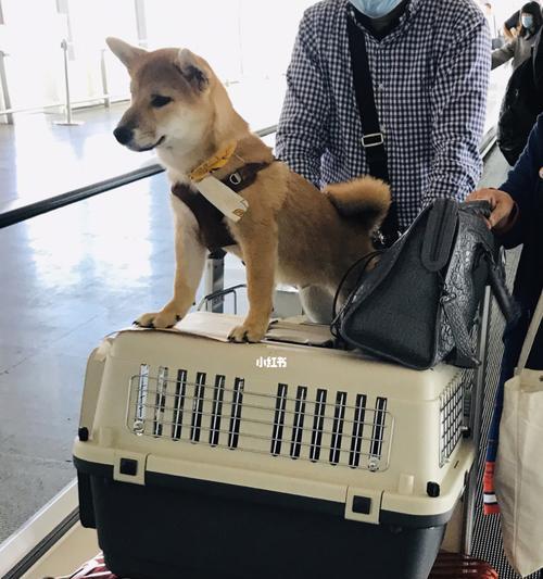 带狗狗乘坐飞机的攻略（宠物舱位）