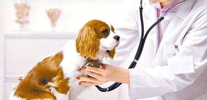 保护宠物健康，狗狗六联疫苗打几针（宠物狗必备的疫苗接种知识）