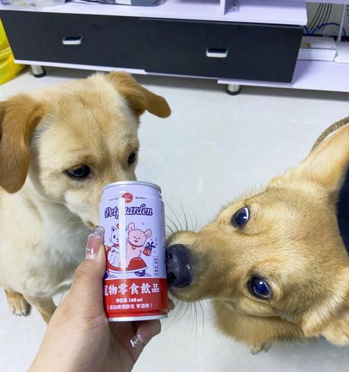 狗狗能不能喝啤酒（宠物健康大讲堂）