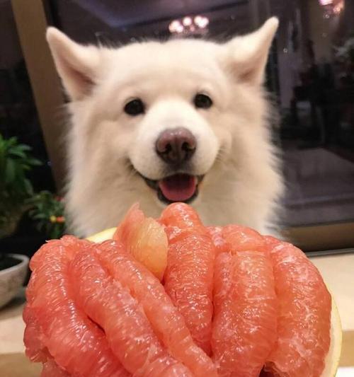 狗狗可以吃橘子渣吗（了解橘子渣对宠物的影响）