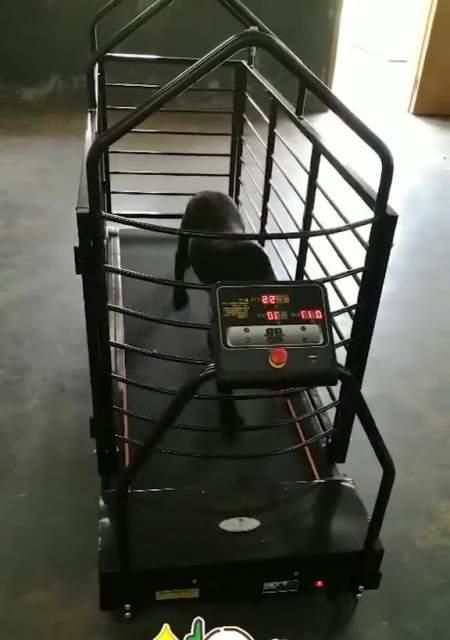 狗狗跑步机的尺寸如何选择（打造合适的运动空间）