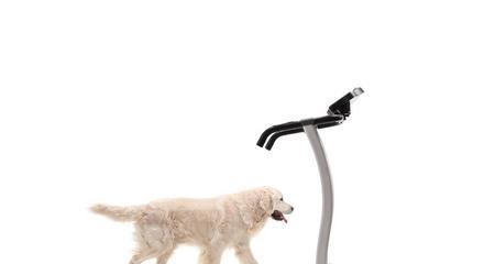 狗狗跑步机的尺寸如何选择（打造合适的运动空间）