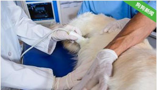 狗狗剖腹产缝合——宠物疾病防治的必修课（掌握正确的宠物分娩方式）