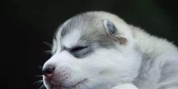 揭秘宠物狗狗睡觉呼吸重的原因（了解狗狗呼吸重的危害及预防措施）