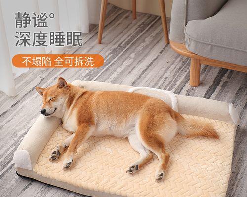 狗狗睡觉时尿床的原因及解决方法（宠物主人必读）