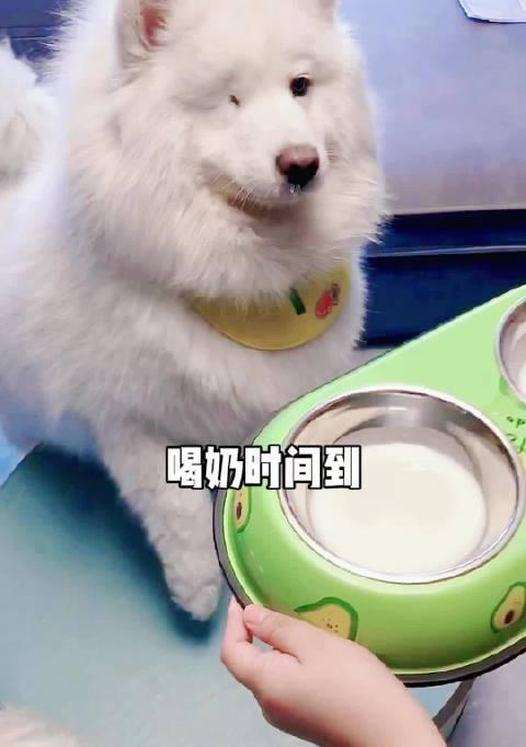 小狗喝太多酸奶，引发健康问题（狗狗爱喝酸奶的原因）