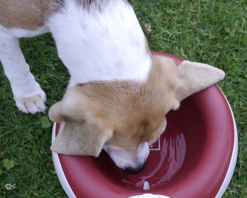 狗狗突然猛喝水，可能是患病信号（宠物主人必读）