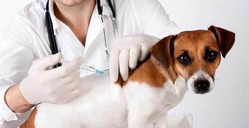 探究狗狗丝虫感染的原因及预防方法（从宠物养护角度分析）