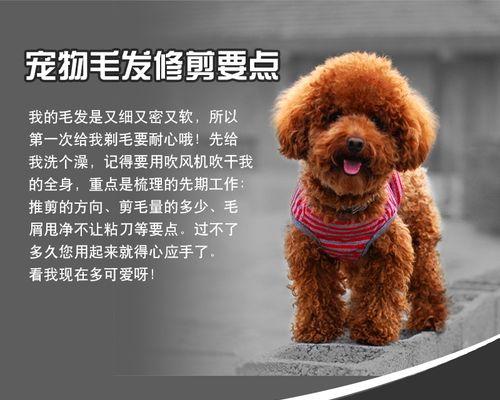 狗狗需要剃毛吗（探究为什么狗狗需要剃毛）