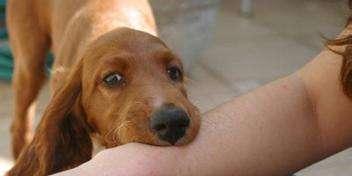 狗狗血清打皮下是宠物治疗的可靠选择（以狗狗血清治疗皮下疾病的方法）