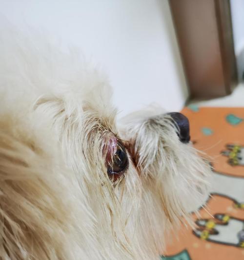 狗狗眼睑腺增生，如何预防和治疗（宠物主人必读）