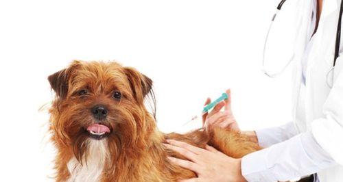 狗狗疫苗，保护爱宠健康的必需品（宠物主人必须知道的疫苗知识）