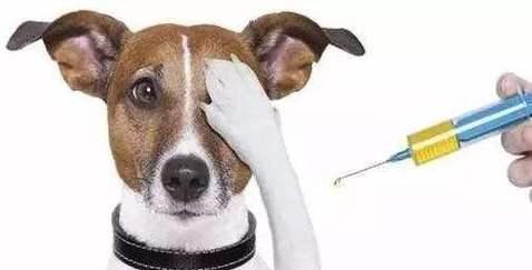 狗狗体温测量的正确方法（通过正确的方法测量狗狗的体温）
